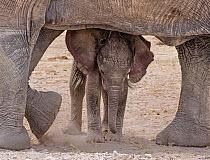 African elephant (Loxodonta africana) calf, aged one month, under adult belly. Amboseli National Park, Kenya.