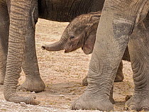 African elephant (Loxodonta africana) calf, aged one month, in herd.  Amboseli National Park, Kenya.    ( medium repro only)