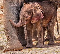 African elephant (Loxodonta africana) calf, aged one month, in breeding herd.  Amboseli National Park, Kenya.   - medium repro only
