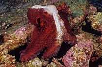 Day octopus (Octopus cyanea) displaying dark red colouration with a broad white stripe down the middle, this usually signals anger or displeasure at the behavior of another octopus, Andaman Sea, Thail...