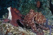 Two Day octopuses (Octopus cyanea) interacting, the octopus on the right displaying mating colouration, octopus on the left is displaying colours that signal displeasure or anger, Andaman Sea, Thailan...