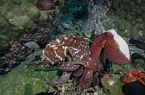 Two Day octopuses (Octopus cyanea) interacting, the octopus on the left displaying mating colouration, octopus on the right is displaying colours that signal displeasure or anger, Andaman Sea, Thailan...