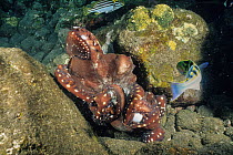 Two Day octopuses (Octopus cyanea) males,  fighting over a nearby female, Bali, Indonesia, Pacific Ocean.