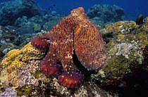 Day octopus (Octopus cyanea) resting on the reef, Bali, Indonesia, Pacific Ocean.