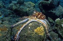 Day octopus (Octopus cyanea) climbing over large rock, hunting, Bali, Indonesia, Pacific Ocean.