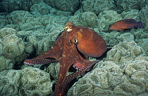 Day octopus (Octopus cyanea) displaying a smooth-skinned, uniform colouration, moving across a patch of Corallimorpharians while foraging, with a Coral grouper (Cephalopholis miniata) following,  Phot...