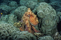 Day octopus (Octopus cyanea) displaying colouration change, with skin papillae raised, Bali, Indonesia, Pacific Ocean. Sequence 2 of 2.