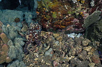 Day octopus (Octopus cyanea) male, at entrance to den, Bali, Indonesia, Pacific Ocean.