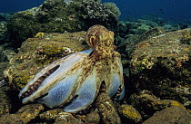 Day octopus (Octopus cyanea) spreading its arms and webbing over a rock to trap prey, Bali, Indonesia, Pacific Ocean.