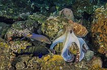 Day octopus (Octopus cyanea) spreading its arms and webbing over rock to trap prey, with Blue-spotted peacock grouper (Cephalopholis argus) and Goldsaddle goatfish (Parupeneus cyclostomus) watching fo...