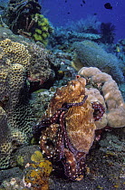 Day octopus (Octopus cyanea) resting on reef, grooming, Bali, Indonesia, Pacific Ocean.