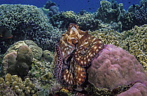 Day octopus (Octopus cyanea) resting on reef, grooming, Bali, Indonesia, Pacific Ocean.