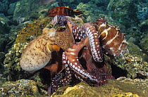 Pair of Day octopuses (Octopus cyanea) male, on right, raising several arms as female approaches, Bali, Indonesia, Pacific Ocean.