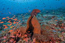 Day octopus (Octopus cyanea) resting on top of a large sponge on a coral reef surrounded by shoal of reef fish, Bali, Indonesia, Pacific Ocean.