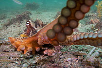 Sydney octopus (Octopus tetricus) reaching arm out, Nelson Bay, New South Wales, Australia, Pacific Ocean.