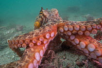 Sydney octopus (Octopus tetricus) moving over seabed, Nelson Bay, New South Wales, Australia, Pacific Ocean.