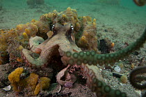 Sydney octopus (Octopus tetricus) on seabed with one arm reaching forward, Nelson Bay, New South Wales, Australia, Pacific Ocean.
