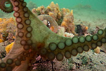 Sydney octopus (Octopus tetricus) reaching out, showing suckers, Nelson Bay, New South Wales, Australia, Pacific Ocean.