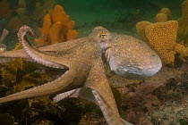 Sydney octopus (Octopus tetricus) moving across seabed, Nelson Bay, New South Wales, Australia, Pacific Ocean.