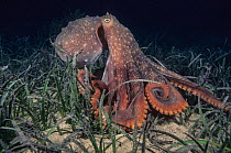 Maori octopus (Octopus maorum) standing up on arms while foraging among Seagrass, Edithburgh, South Australia, Great Australian Bight.