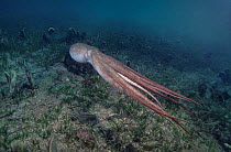 Maori octopus (Octopus maorum) jetting over seabed, Edithburgh, South Australia, Great Australian Bight.