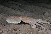 Pale octopus (Octopus pallidus) moving across sandy seabed at night, Rye jetty, Victoria, Bass Strait, Australia.