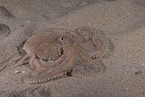 Pale octopus (Octopus pallidus) resting on sandy seabed at night, Rye jetty, Victoria, Bass Strait, Australia.