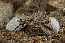 Southern blue-ringed octopus (Hapalochlaena maculosa) investigating several bivalve shells on seabed, Edithburgh, South Australia, Great Australian Bight.