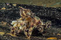 Southern blue-ringed octopus (Hapalochlaena maculosa) female carrying eggs, resting on seabed,   Edithburgh, South Australia, Great Australian Bight.