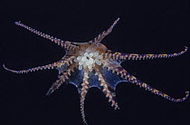 Southern blue-ringed octopus (Hapalochlaena maculosa) female, carrying eggs, Edithburgh, South Australia, Great Australian Bight.