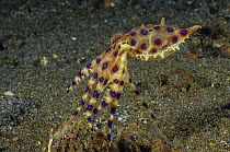 Blue-ringed octopus (Hapalochlaena sp.) portrait, Lembeh Strait, North Sulawesi, Indonesia, Pacific Ocean..