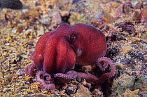 Velvet octopus (Grimpella thaumastocheir) resting on seabed at night, Edithburgh, South Australia, Great Australian Bight..