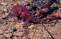 Velvet octopus (Grimpella thaumastocheir) moving across seabed at night, Edithburgh, South Australia, Great Australian Bight..