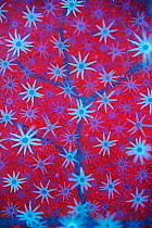 Deutzia (Deutzia scabra) leaf, microscopic view of blue autofluorescent star-shaped defensive hairs covering the surface, silhouetted against the leaf's red-fluorescent chlorophyll-packed cells,  unde...