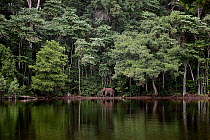 African forest elephant (Loxodonta cyclotis) male, walking along water's edge after leaving the shelter of the forest to drink from freshwater lagoon, Loango National Park, Gabon. Critically enda...