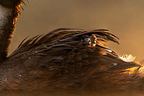 Great crested grebe (Podiceps cristatus) chick emerging from feathers on the back of the parent at dawn, Valkenhorst nature reserve, Valkenswaard, The Netherlands. August. Asferico International Natur...