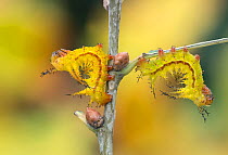 Two Giant silkworm (Eacles ormondei) moth larvae in typical resting posture, Izabal, Guatemala.