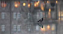 Hooded crow (Corvus corone cornix) standing on water-covered ice, with reflection of buildings at sunset in background, Helsinki, Finland. December. 'Vuoden luontokuva' Finland's Nature Phot...