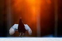 Black grouse (Lyrurus tetrix) male, jumping, part of a dominance display, at lek in early morning light,  Kuusamo, Finland, April. Bird Photographer of the Year Competition 2022 - Bird Behaviour Categ...