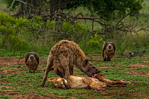 Hyena (Crocuta crocuta) feeding on Lioness (Panthera leo) carcass, with two Vultures (Gyps sp.) waiting their turn in background, Londolozi, South Africa. Siena International Photo Awards Competition...