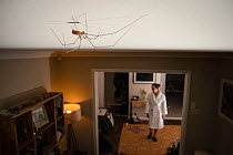 Daddy long legs spider (Pholcus phalangioides) crawling across dining room ceiling, withperson in background UK. GDT European Wildlife Photographer of the Year Competition 2022 - Men and Nature Catego...
