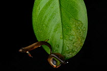 Splash tetra (Copella arnoldi) pair returning to water after spawning on leaf. Eggs visable on leaf. Captive, occurs in South America.