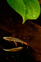 Splash tetra (Copella arnoldi) pair in water below leaf where they laid their eggs. Eggs visible on leaf. Captive, occurs in South America.