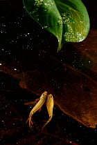 Splash tetra  (Copella arnoldi) pair side by side in water under leaf, preparing to make another leap to leaf to spawn.  Captive, occurs in South America.