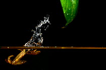 Splash tetra (Copella arnoldi) male splashing leaf above the water to keep eggs moist. Captive, occurs in South America.