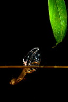 Splash tetra (Copella arnoldi) male, splashing leaf above the water to keep eggs moist. Captive, occurs in South America.