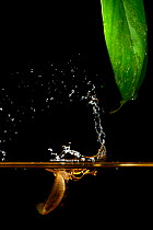 Splash tetra (Copella arnoldi) male, splashing leaf above the water to keep eggs moist. Captive, occurs in South America.