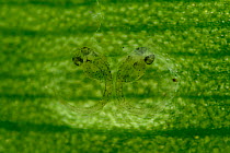 Two Splash tetra (Copella arnoldi) eggs, developing on leaf, close up. Captive, occurs in South America