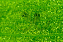 Two Splash tetra (Copella arnoldi) eggs, developing on leaf, close up. Captive, occurs in South America.