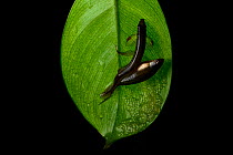 Splash tetra (Copella arnoldi) pair spawning on leaf above water, with eggs visible on leaf. Captive, occurs in South America.